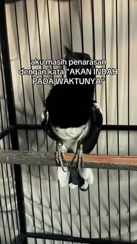 Bismillahin aja😇 #fyp #kacer #kacerhitamputih #kicaumania #kicaumaniaindonesia #kacermania #kacermaniaindonesia #lombaburung #lombaburungberkicau #fypage #viralvideo #viral 