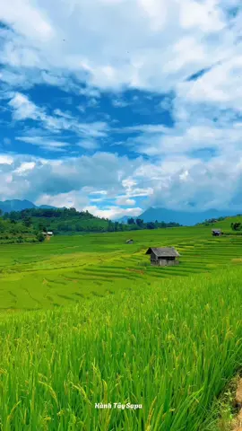 mùa lúa chín Sapa 2025 #cuongodausapa #reviewsapa #mualuachin #caffelua  @Cường ở đâu Sapa 