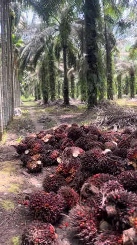 hnya sound #petaniindonesia🇮🇩🇮🇩🇮🇩🌿🌿 #sawitriau #sawitontiktok #fypdong 