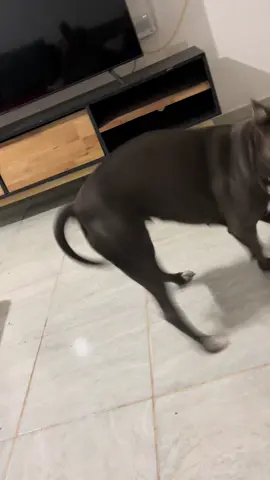 #medicevenvenven #pitbull #medicevenvenvenanimalitoven #perro #perritostiktokers 