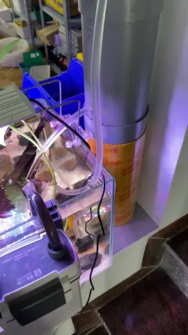 Chế lọc bể cá bằng ống nhựa pvc 
