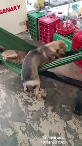 #kỷ niệm xưa #yeucunco #dog 
