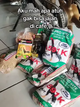 gak bisa jajan di cafe 😁 #pakhoy #ayampakhoy #mangonkudalari #ayambangkokindinesia #gufarafarm 