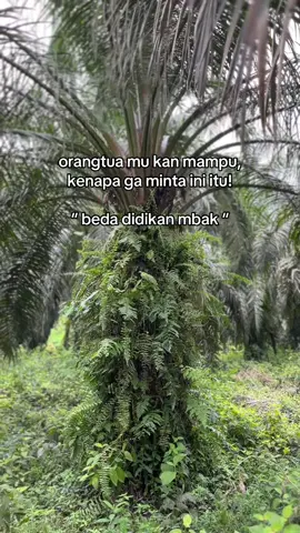#fyp #xyzbca #foryou #kulisawit #petanimuda #sawitontiktok #sawitindonesia #perintisbukanpewaris #masukberandafyp #fyptiktok #fyppp 