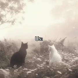 #Blackandwhitecatduo #Kitties #Stranger #us