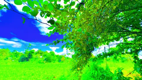 বৃক্ষ যেমন আঘাত দিলেও দেয় গো তারে ফল...🌿😅🫀#kamrul_f5 #প্রকৃতি #sky 