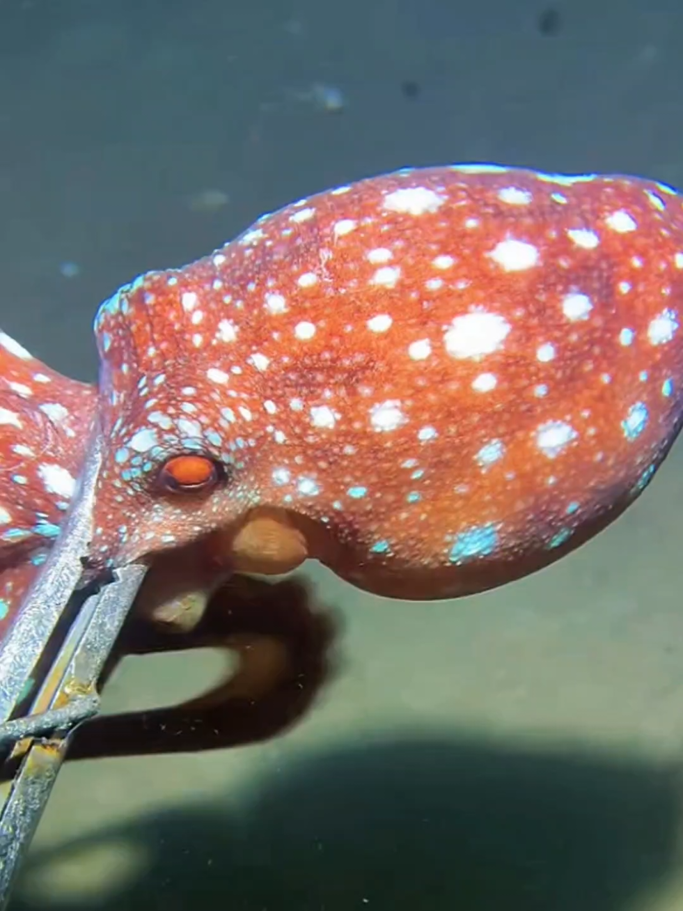 #diving #crab #catchthesea #seaside #seafood #fish #eel #lobster #seangsolofishing