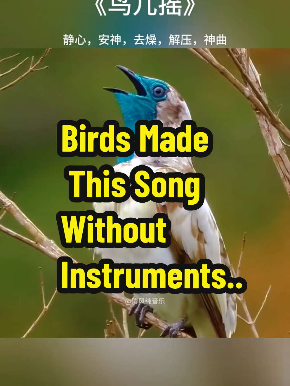 Listen to the beautiful chorus of birds singing in perfect harmony. Their cheerful chirps and melodic calls come together to create a heartwarming natural song full of joy and peace. Let this delightful blend of bird sounds lift your mood and bring a moment of calm and happiness to your day. #BirdSounds #NatureMelody #BirdChirping #RelaxingSounds #BirdHarmony #SoothingNature