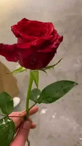 #صباح_الخير 