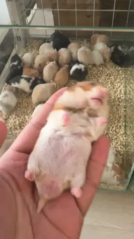 ngủ như .... #hamsterkingdomq1 #hamster #hamsters #hamsterkingdom #hams 