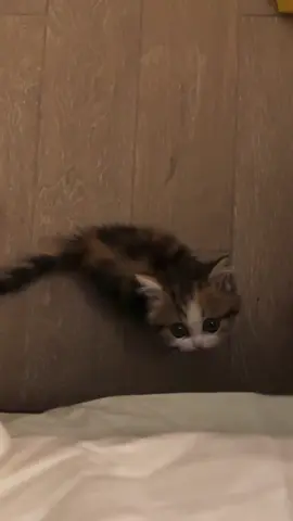 cute baby#babycat #cute #kitten #catlover #meow 