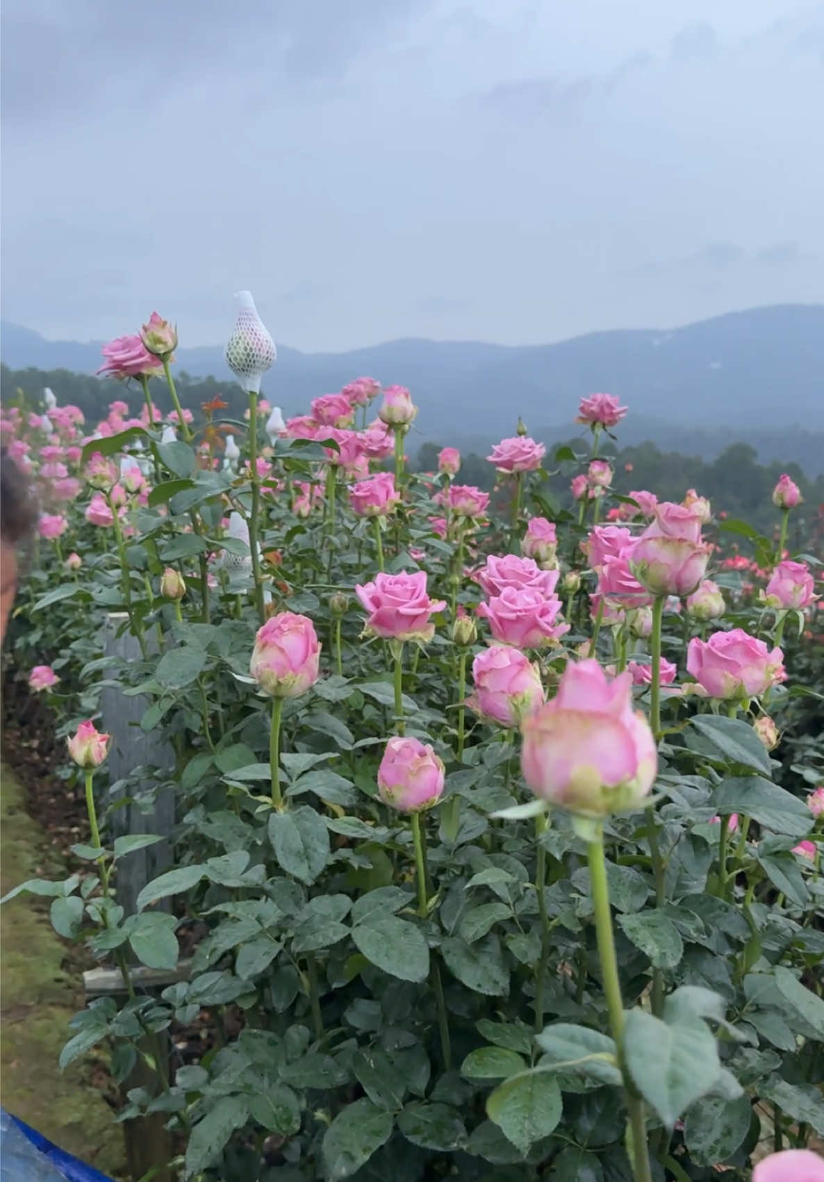 เปิดวันแรกแล้วนะคะ รีบมากันเยอะๆนะค่ะ#สวนกุหลาบโรแมนติกชิดขอบฟ้า #บ้านบวกเต๋ย #คนรักกุหลาบ #ปลูกกุหลาบ #แม่ริม #เชียงใหม่ 
