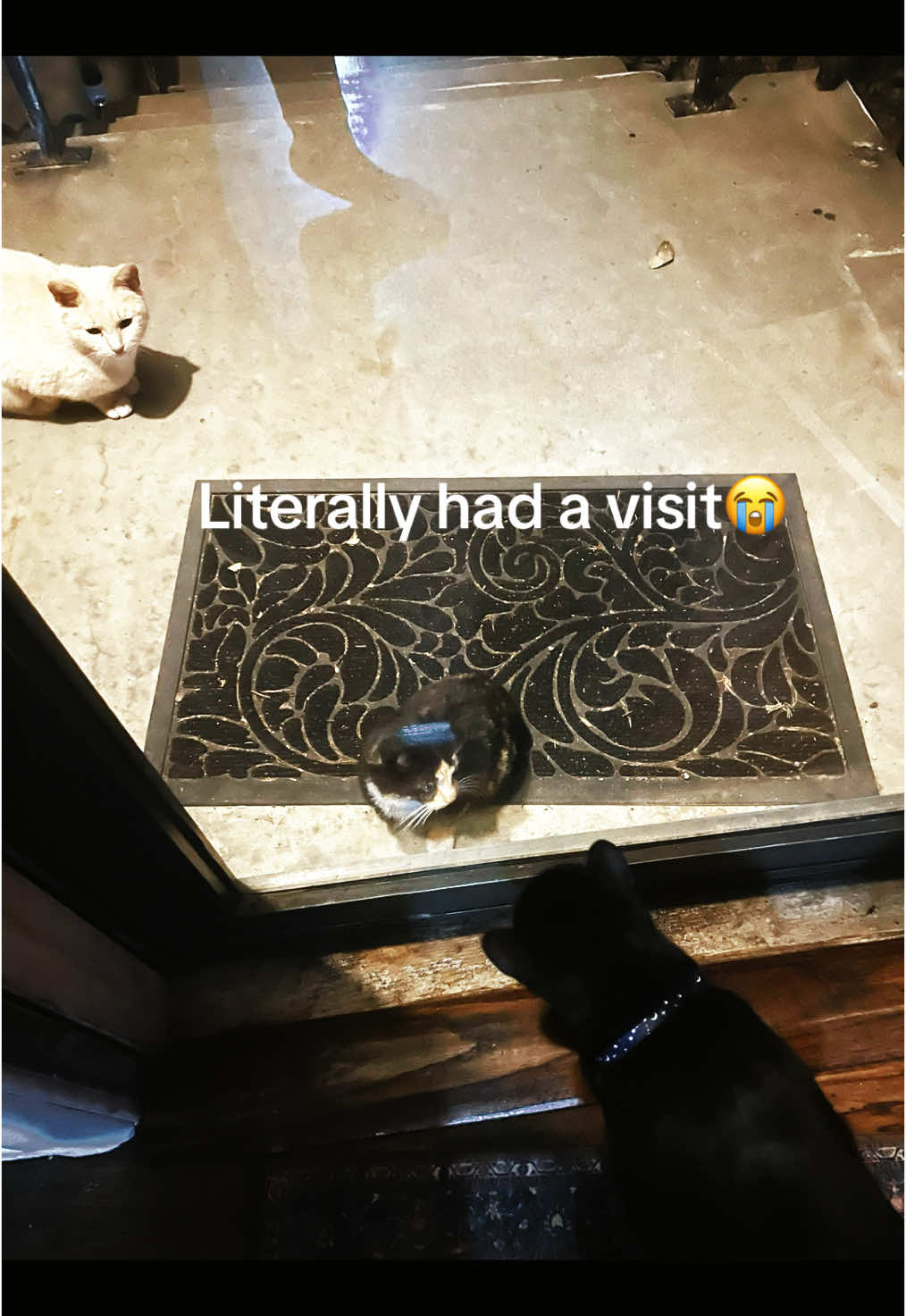 First time Cat Mom🙆🏾‍♀️ #blackpeoplewithcats #blackcats #blackcatsoftiktok 
