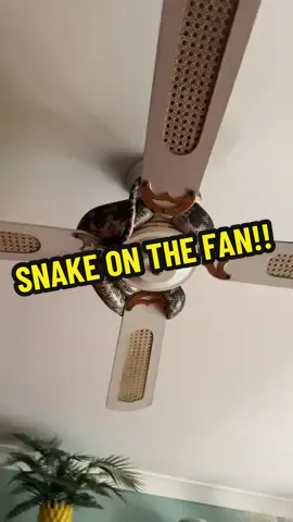 Maybe check your fan before you turn it on next… 😂 If you’re wondering how this snake got up here, it most likely stretched from the top cabinet over and made itself cosy. Tiarnah got a good laugh out of this one when she arrived at the job!  Call us absolutely anytime for advice, ID or relocation! 0409536000  . . . #australia #qld #snake #snakecatcher #wildlife #reptile #snakes #nonvenomous #python
