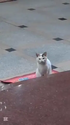 je me demande ce que veux ce chat ! 🤣