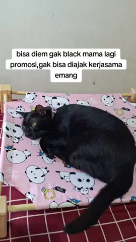 #fyp #funnycats #promosi 