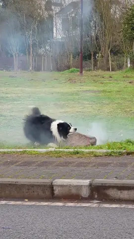 Dog:”Dide…l think just saw God”😇😇#dog #foryou#dogsoftiktok #frighten #funny #funny videos 