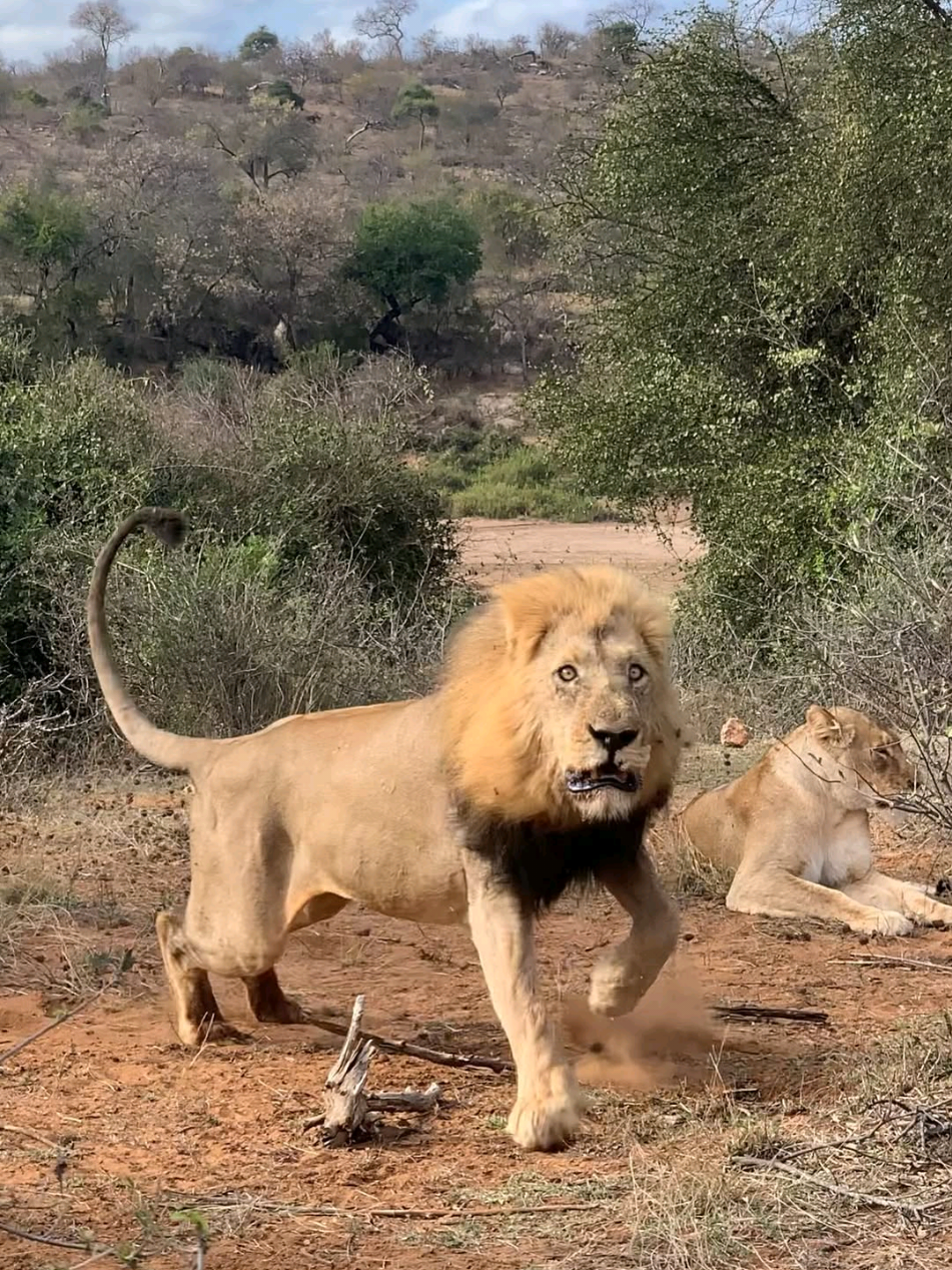 Throwback of one of the three Olifants River males not happy with being watched! The Olifant River males are at least 13 years old and have controlled the Grietjie pride for the last 2 years. With previous prides they fathered the three Pom Pom males who now control the Klaserie River pride and also fathered a few other males, a very sucessful coalition. Mopaya safari Lodge, South Africa 🇿🇦  📹 oscardanslabrousse #lion #wildlife #nature #animal #cat #safari #angry #scary 