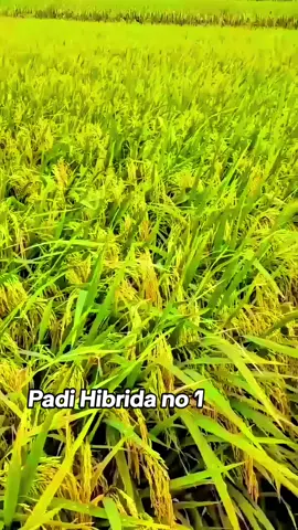 Padi hibrida Mapan P05 memiliki beberapa keunggulan, termasuk potensi hasil yang tinggi, adaptasi yang baik pada berbagai jenis tanah, dan ketahanan terhadap hama dan penyakit tertentu. Selain itu, padi ini juga memiliki kualitas beras yang baik, dengan nasi yang pulen dan rasa yang enak#ptbhdsahabatparapetani #berandafypシ #berandatiktok #berandafyp #beranda #fypシ゚viral #fyf #fypシ #fyp #pyfffffffffffffffffffffffffffffffff #pyfツviral_❤ #pyfツ #pyf #tiktoknews #tiktokviral #tiktokindia #tiktok #ptbhdinvestama #CapCut 
