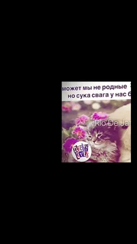 #мяу #рекии #рекомендации #рексрочно 