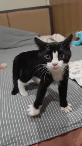 Funny cats 🐱🐈😂😂😂#funny #cat #usaus #foryou #funnyvideo #funnycat #catsoftiktok 
