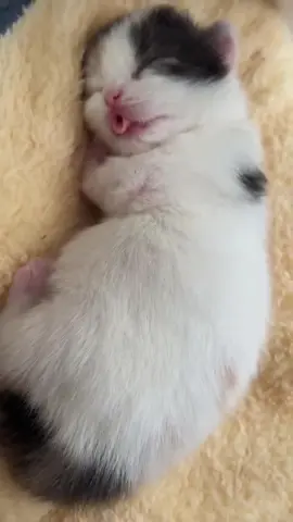 Kitten is very sleepy 🥰 #cat #cats #catsotiktok #cute #fypシ #fypシ゚ #pet #fyp #funny 