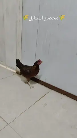 خبطة محصار السنابل