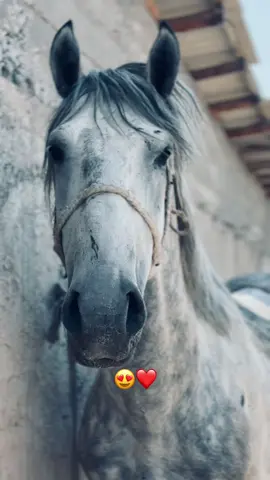 #рекомендации #лошадь #😍😍 #жылқы #elbruso #милионкөк🐎🔥 