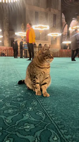 Istanbul 🇹🇷