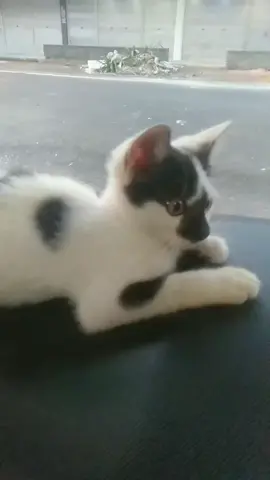 Si Tompell inii ditinggal sendirian, kembaran ny pn ninggalin  #cat #foryou #cats 