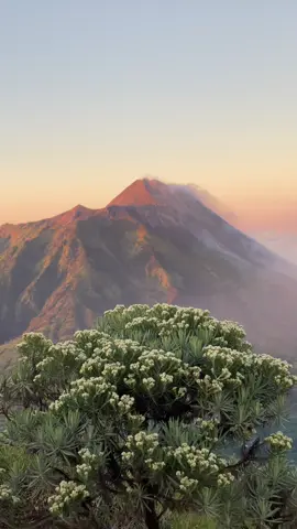 merbabu lagi cantik” nyaa🤩  #merbabumountain #edelweiss #fyp 