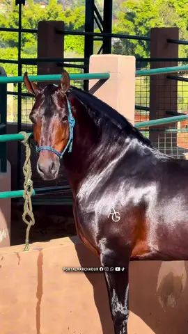 📸 Elus da Agrotexas (Dínamo do Conforto x Evip Caballero) 🏆 Res. Campeão dos Campeões de Marcha 🏆 Res. Grande Campeão Marchador Ideal Exposição de Franca/SP 2025 🏆 Res. Campeão de Marcha Cavalo Sênior 🏆 1º Prêmio de Categoria Cavalo Sênior  Expo Brasileira do Criador 2025 🏆 Res. Campeão Nacional de Marcha Cavalo Jovem Maior 2023 🏆 1º Prêmio Nacional Cavalo Jovem Maior 2023 #PortalMarchador #GrupoPortalMarchador #mangalargamarchador #mangalarga #marchador #abccmmv #avantemarchador  #nacional #fazenda #vidanocampo #videocoise #cowtry #instagram @marketingportalmarchador