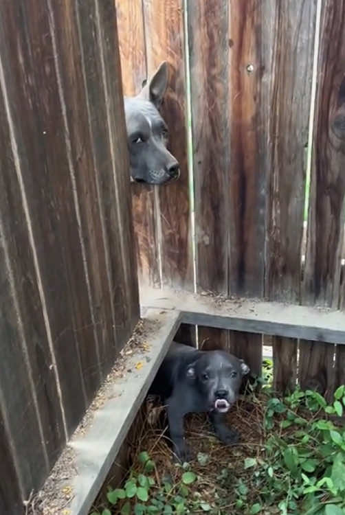 Neighbor’s dog😂🐕#Tatcha #cute #funny #usa🇺🇸 #TikTok 