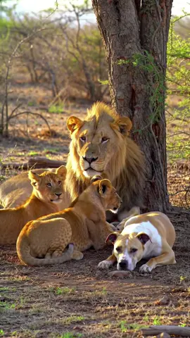 Lion Family and Loyal Pitbull: An Unexpected Friendship! 🦁🐶 Get ready for a heartwarming surprise! 🦁🐶 Watch this incredible moment where a lion family and their unlikely companion, a loyal pitbull, share a cozy moment under the shade of a tree. The lion cubs playfully interact with their furry friend, treating the pitbull like one of their own! This adorable bond between the wild and the domesticated will melt your heart. 💖 Don’t forget to LIKE, SHARE, and SUBSCRIBE for more amazing animal friendships! 🐾 Drop a comment below – what’s the most surprising animal duo you’ve ever seen? #LionFamily #Pitbull #AnimalFriendship 