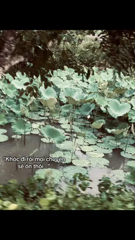 Nếu thấy tủi thân quá hãy khóc thật to…🪷🪷#phat #chill #xhtiktok #caphaymoingay❤️ #hoasenhome 