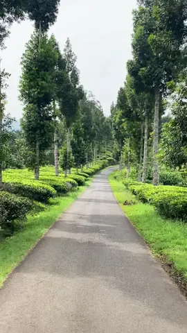 Cibuni Estate, Rancabali Ciwidey 🍃 #rancabaliciwidey #ciwidey #cibuniciwidey #gunungsumbulrancabaliciwidey #fypシ 
