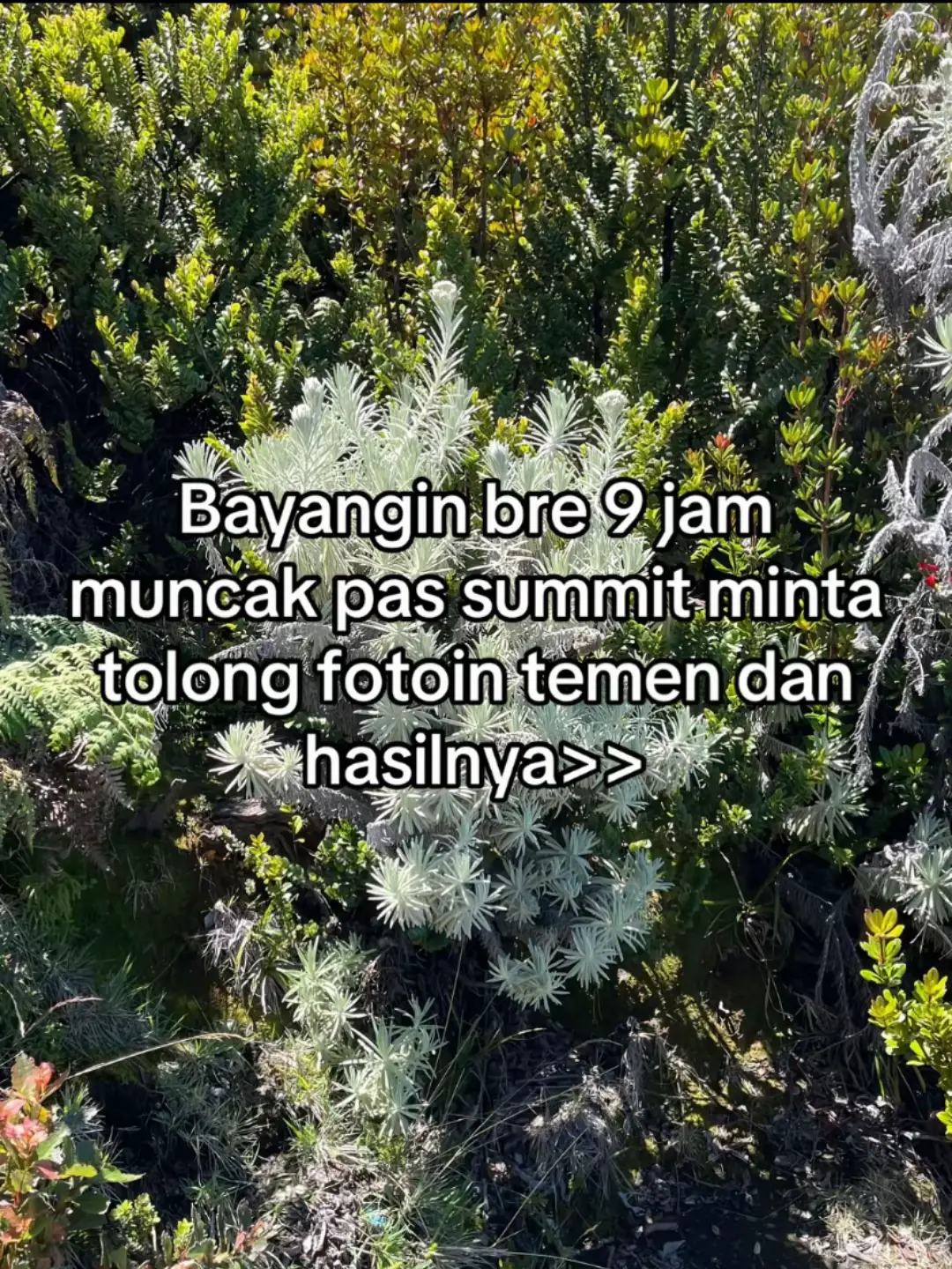 #gunung #gununggede #gununggedepangrango #gununggede2958mdpl #summit #puncak 
