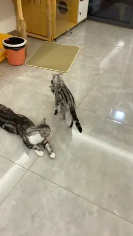Cat's first time being a mum🤣😭#funnycats #funnyanimals #petvideos #cat #catsoftiktok #fyp #usa #longervideos