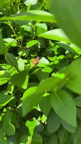 What are those? #leafs #insects #foryou 