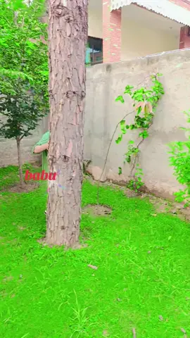 Dil ki bat#fyp #ternd #viral_video @Kiran Baji @Agha Shiraz ( Hero Agaya ) @Lala Brand @Kamli786 @Abdul G officiall @chand ki roshni @FotoRender @💫⭐️Shehba⭐️💫 @ᑎᗩᗪIᖇ-ᗩᒪI-ᖇᗩᒍᑭᑌT @American Woman 🇺🇸 