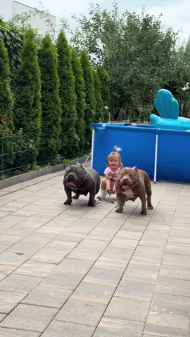 AMERICAN BULLY POCKET #dogcommunity #americanbully #bully #bullies #dog #caini #americanbullypocket #dogfamily #viralvideos #crbkennel #crbkennelromania 