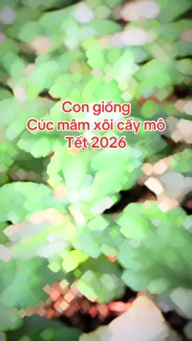 Con giống cúc mâm xôi cấy mô trồng tết 2026 #cucmamxoi #nuoicaymo #tet2026 #trungtamgionghoakiengbentre #thinhhanh #fyp #tiktok #trending  @Trinh Phạm #CapCut 