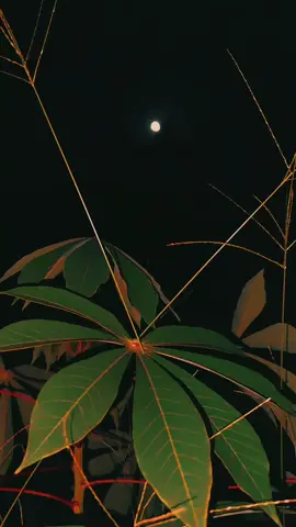 ابق على الشوق حتى يحوله الله إلى لقاء 