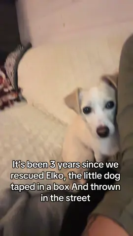 Elko’s comeback story 😼 38 countries and counting… Follow @awayonearth to see Elko’s journey to becoming the world’s most traveled dog.  #dogtravel #rescuedog #fyp #travel #dogfriendly 