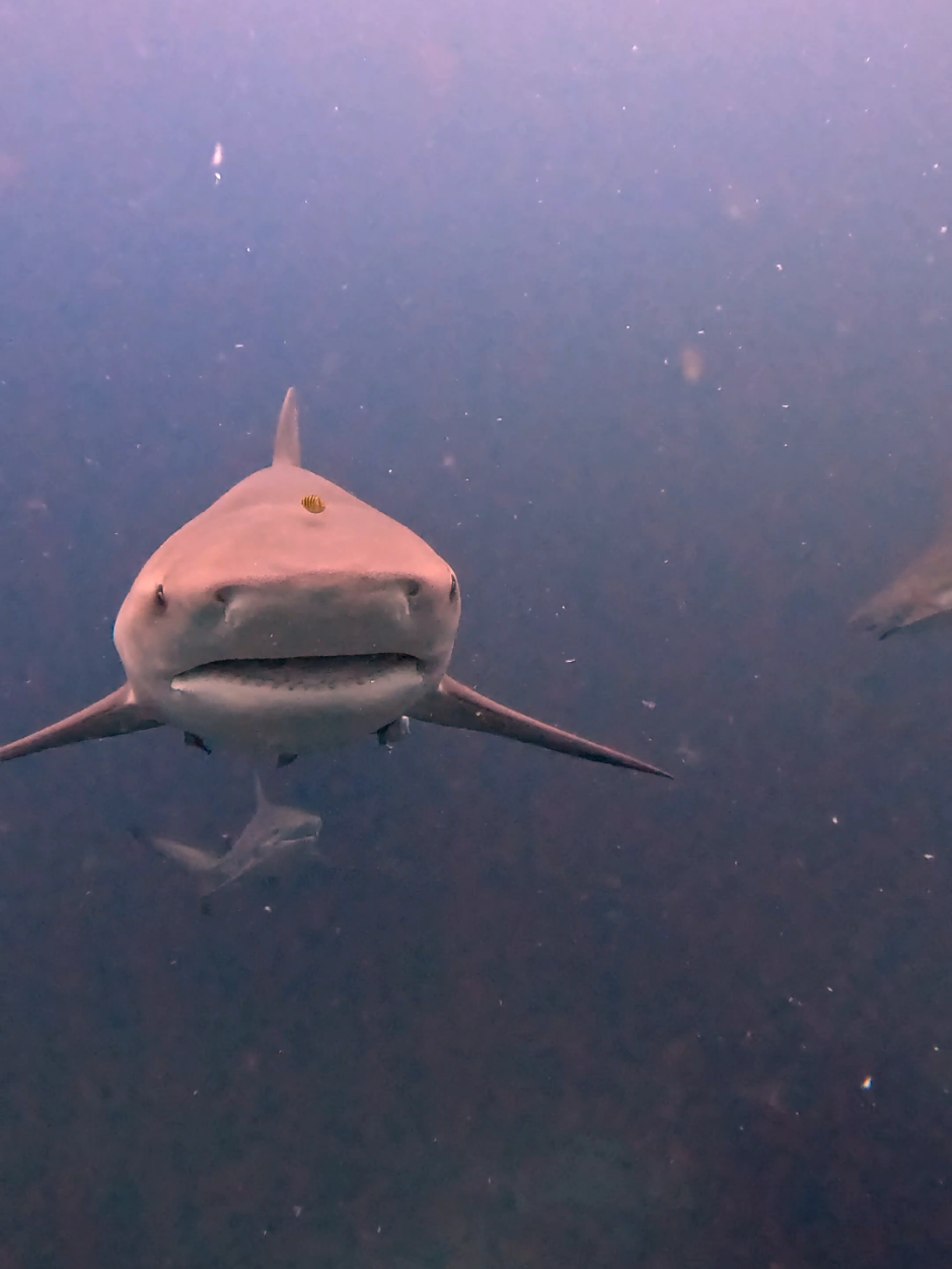 Feeding FRENZY🦈🦈 #SHARKS #bullshark #ocean #predators #sharkfest #sharkworld 