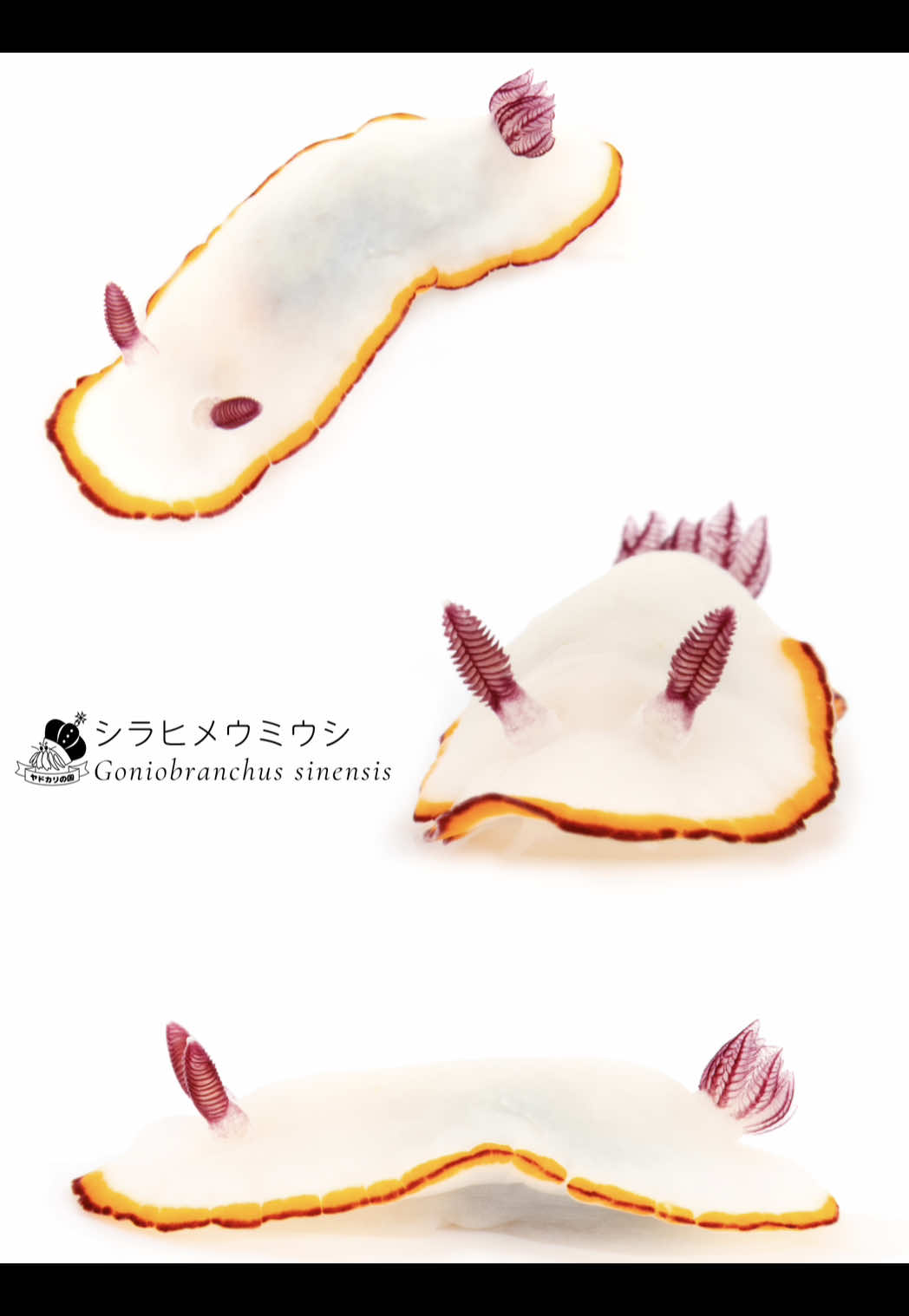 白いもちもちシラヒメウミウシ