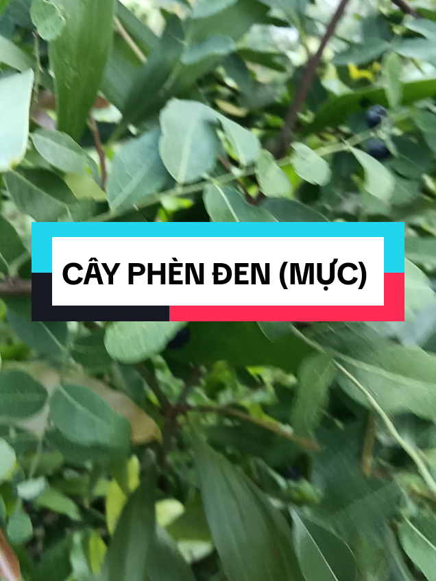 Tác dụng của cây phèn đen( cây mực) #caythuocvasuckhoe1978 #xuhuong #cayphenden #caymuc 