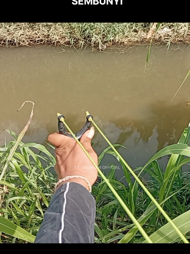 Ada Babon sembunyi di dasar lumpur!  #ketapelikan #slingshotfishing #ketapelviral #pasermania #fyp 