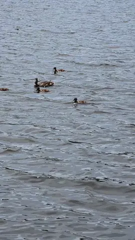 Baby Mallards doing zoomies #duck #ducks#babyducks #babymallard #mallards #ducksoftiktok 