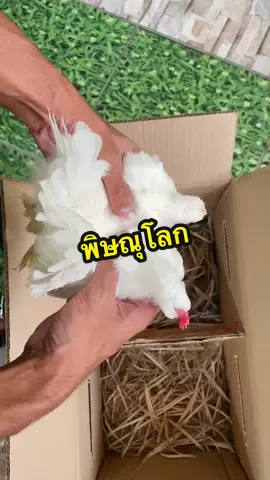 #ขอบคุณมากครับ #เดินทางปลอดภัย #โตไวๆครับ #ไก่แจ้สวยงาม #สายไหมฟาร์มไก่เตี้ยเรี่ยดิน #ไก่แจ้ 